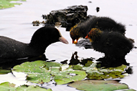 Fulica atra